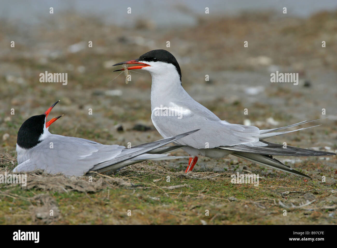 common tern Stock Photo