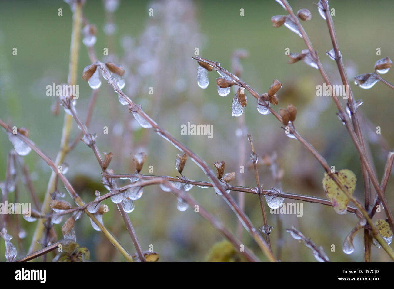 Cold temperature has caused dew drops to freeze on plants in a garden