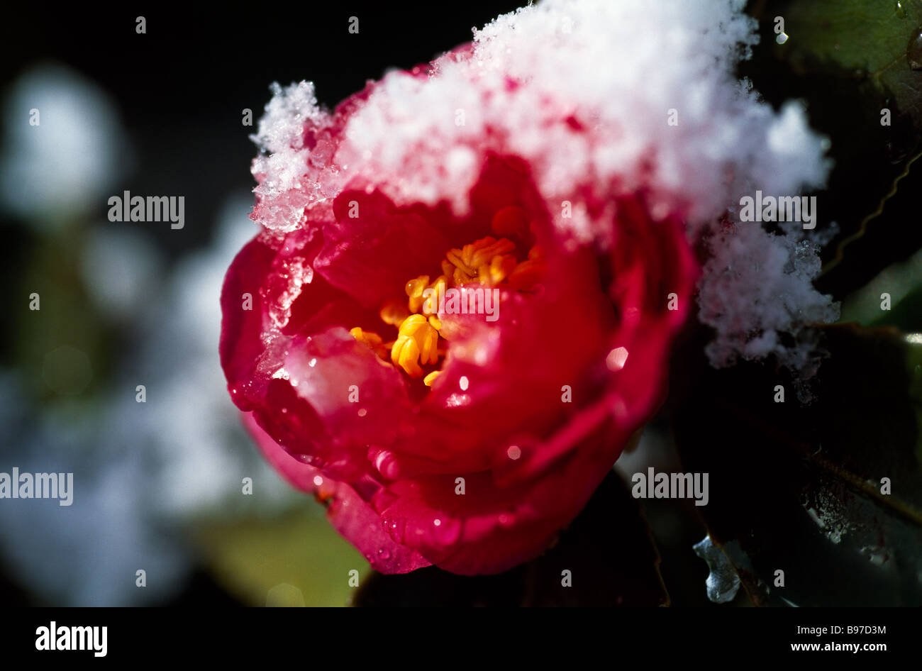 Camellia and snow Stock Photo
