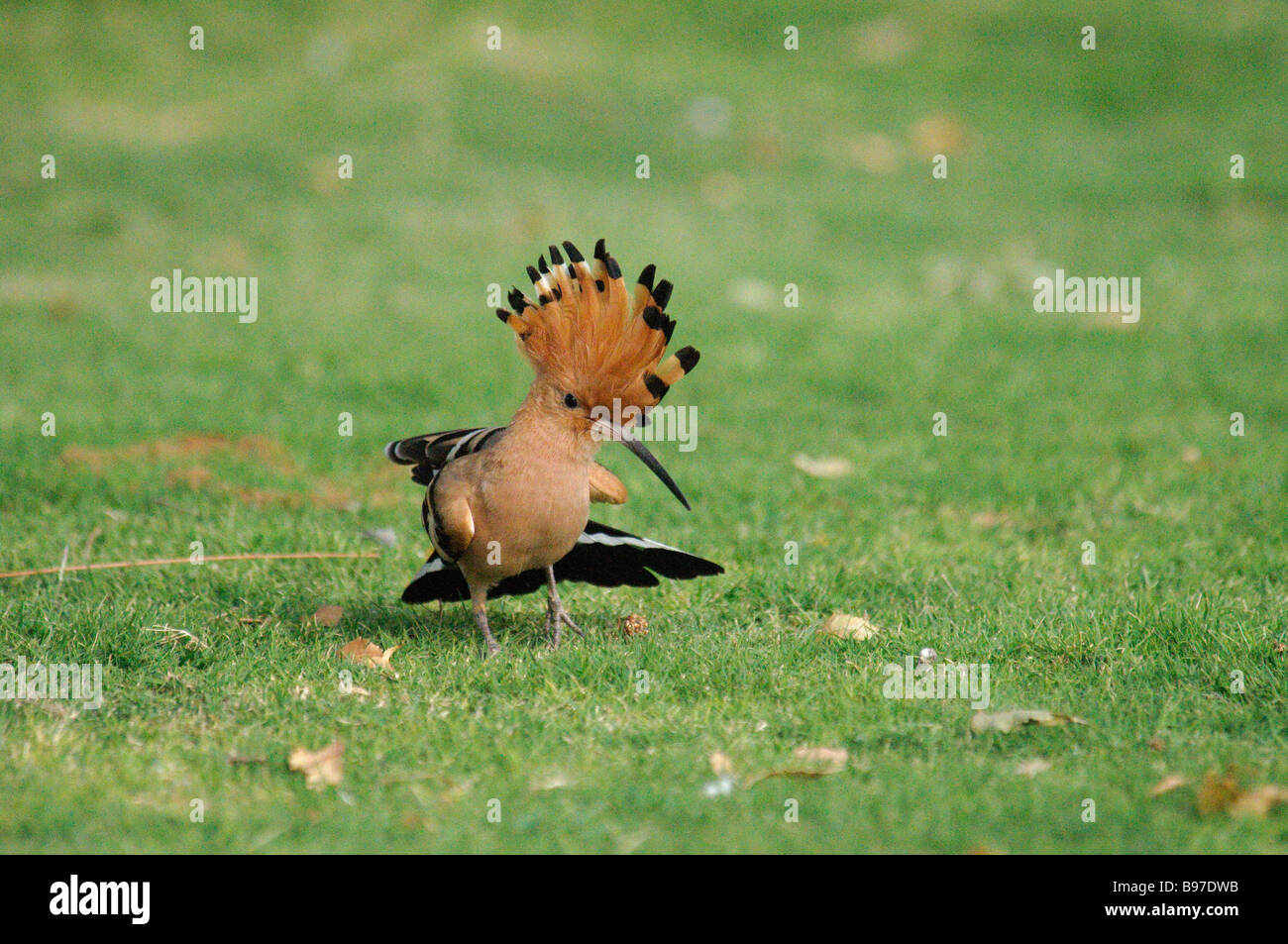 Common Hoopoe Upupa epops feeding on a lawn in Jaipur India Stock Photo