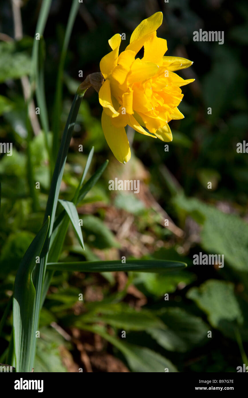 Double Daffodil flower  daffodils Head on yellow petals St david's day Wales  Jonquille narcisse welsh 90301 Daffodil Vertical Stock Photo