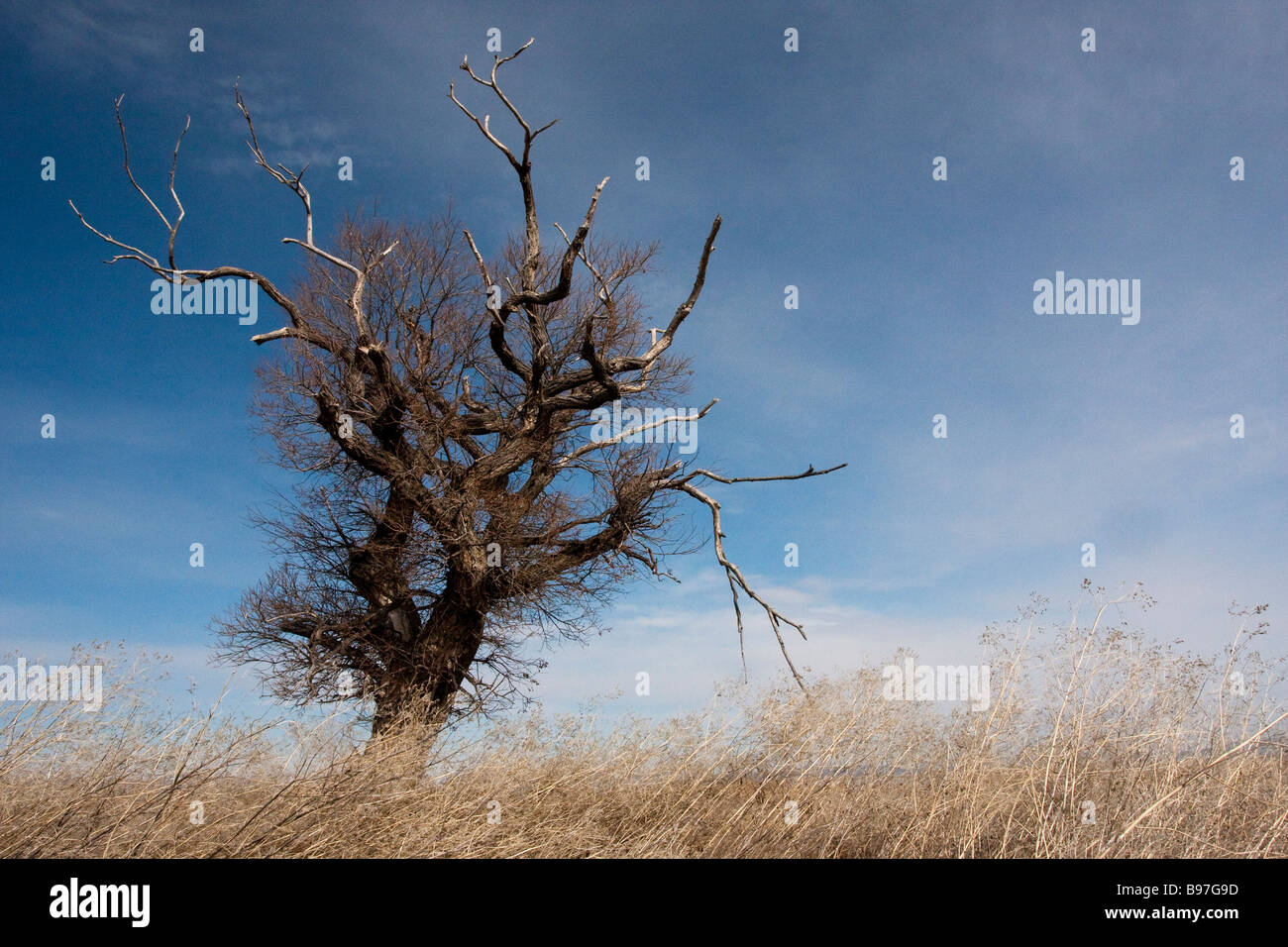 A winter tree in the TuleLake WildLife Refuge in Northern California