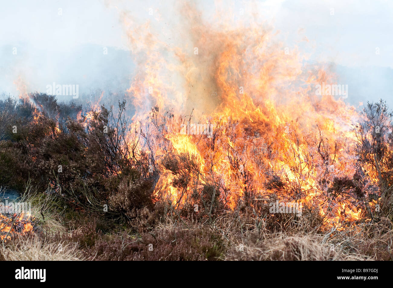 Old heather burning in a controlled fire set by the gamekeeper of Bolton Abbey on Barden Fell, North Yorkshire Stock Photo