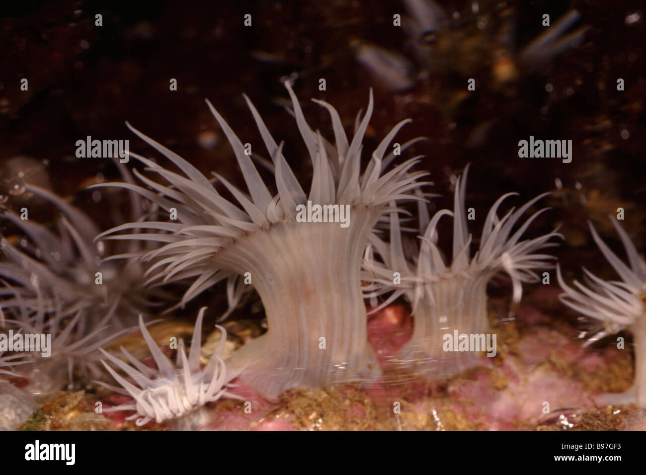 Sea anemones Actinothoe sphyrodeta in a rockpool UK Stock Photo
