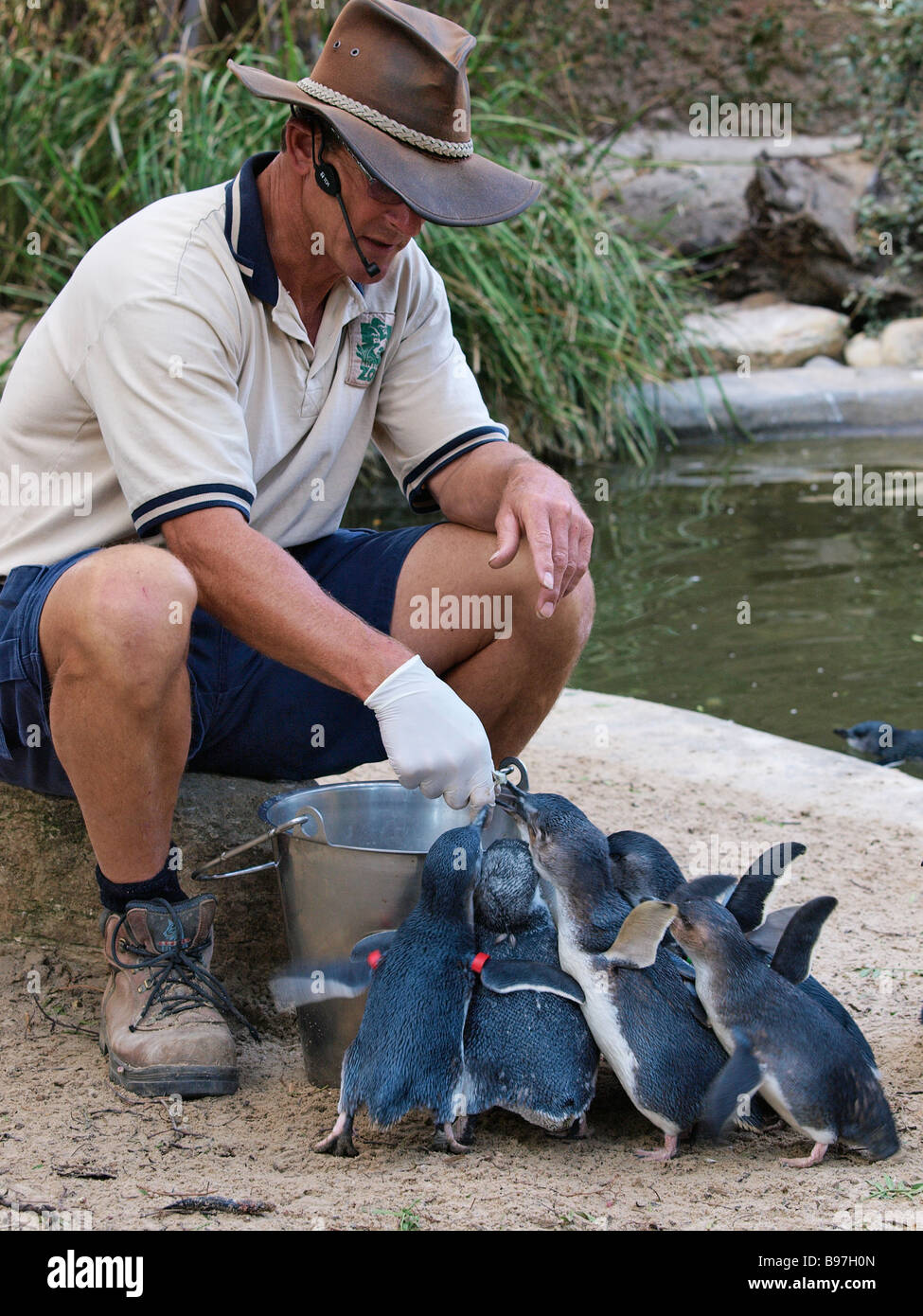 ZOO KEEPER HAND FEEDING FAIRY PENGUINS AT MELBOURNE ZOO VICTORIA