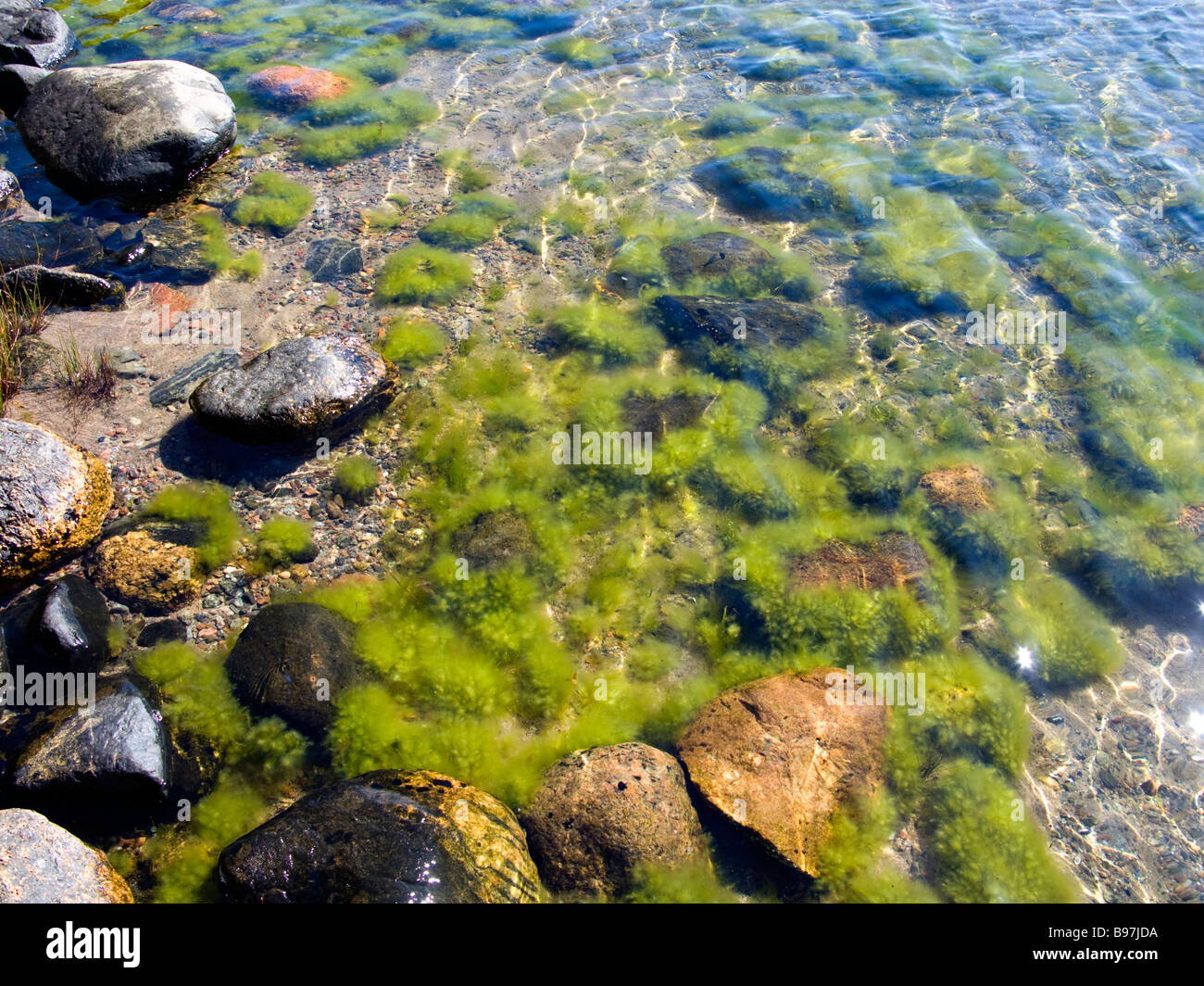 Algae in the sea near the shore. Stock Photo