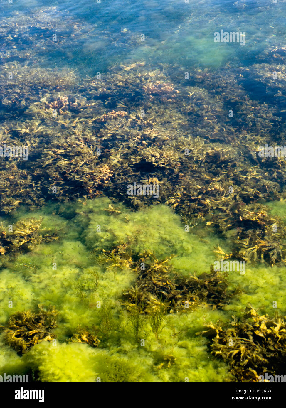 Algae in the sea near the shore. Stock Photo