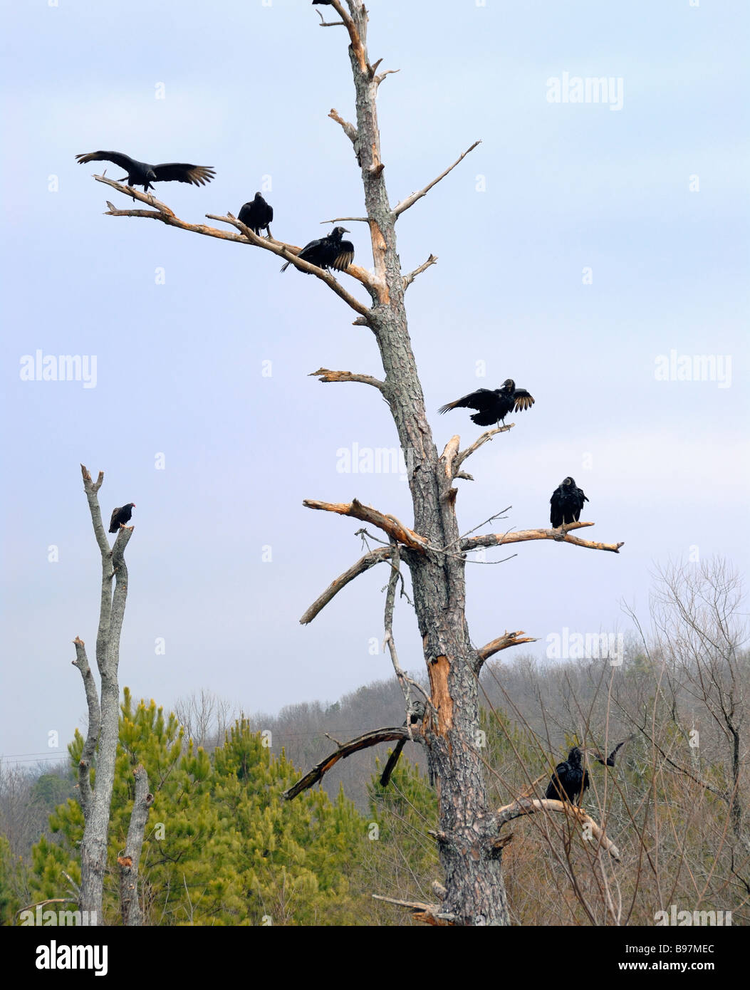 American Black vultures roosting in a dead pine tree North Georgia USA Stock Photo