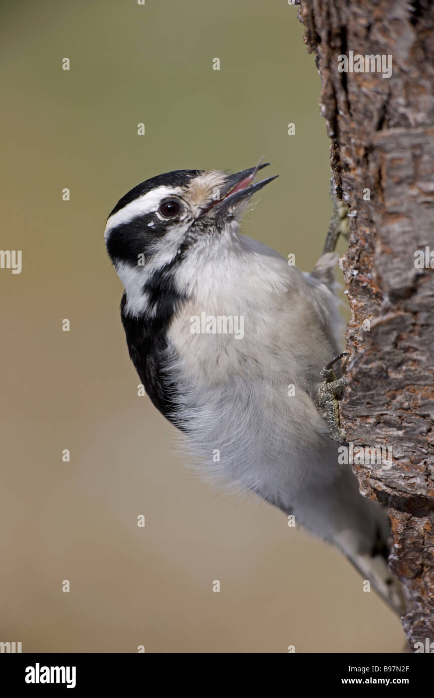 Downy Woodpecker Picoides pubescens New York USA Found near or in woods