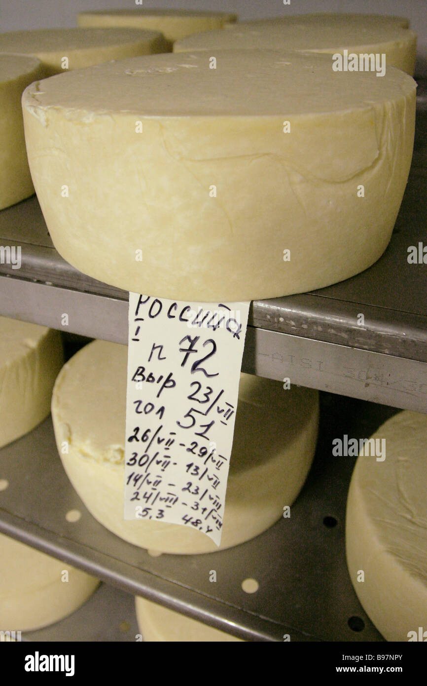 Cheese drying in the salting shop of the Vologda Dairy Factory Stock