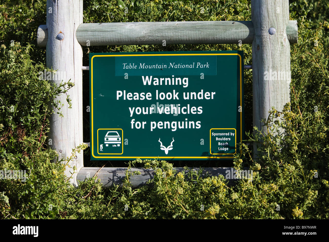African penguin warning sign Spheniscus demersus Table Mountain National park Cape Town South Africa Stock Photo