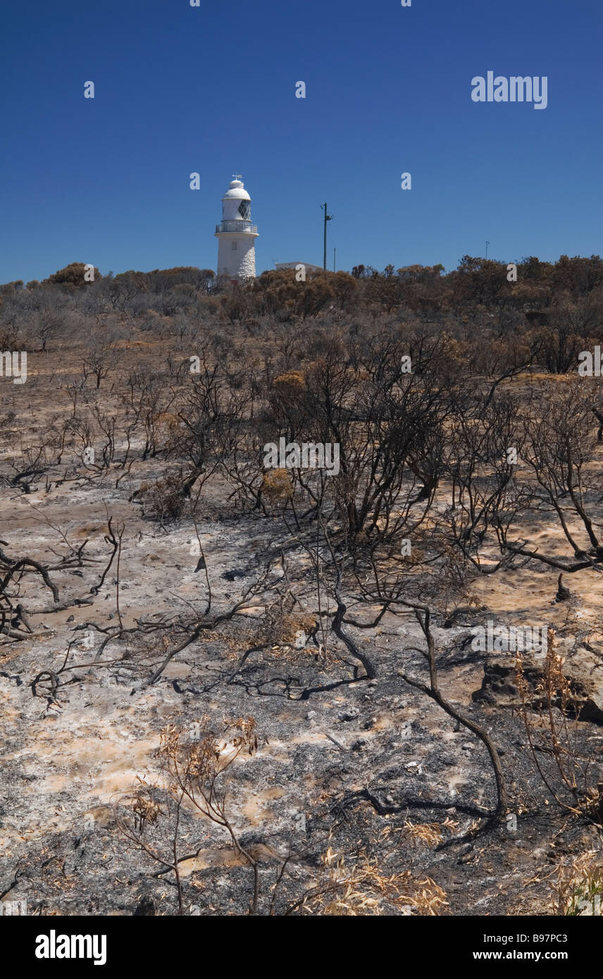 Burnt trees after a bush fire in Western Australia Stock Photo Alamy
