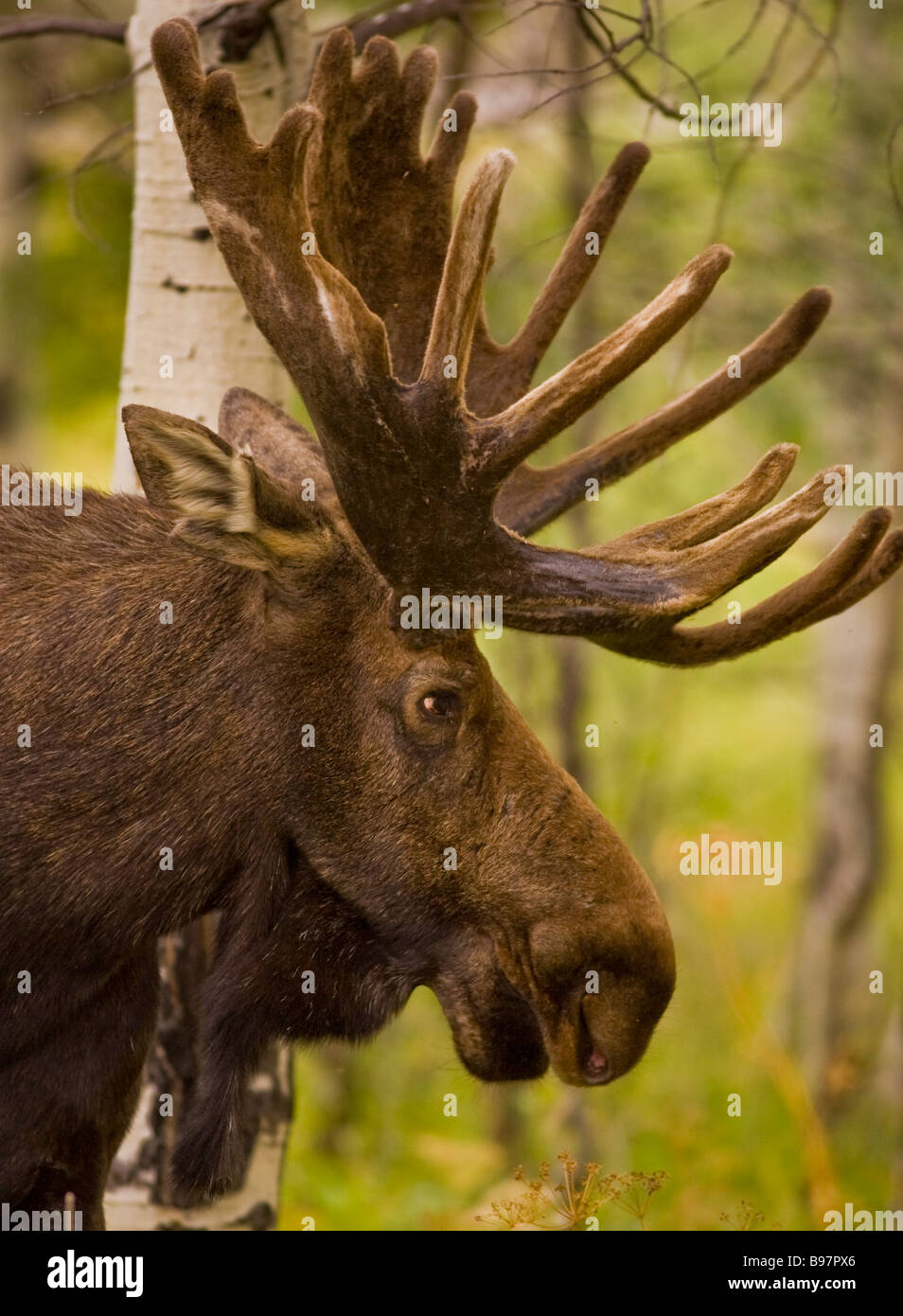 WYOMING USA Bull moose Alces alces near Oxbow Bend in Grand Teton National  Park Stock Photo - Alamy, image size:954x1390