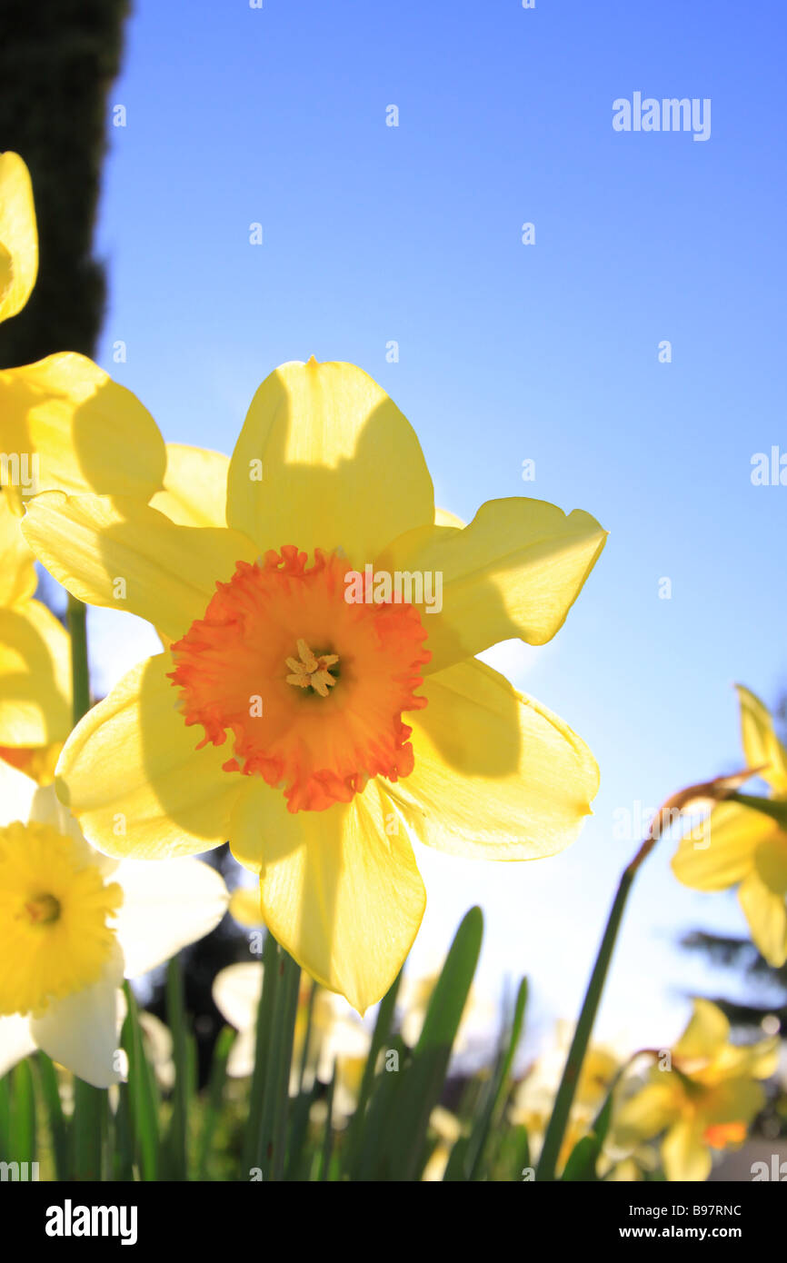 Backlit bloom hi-res stock photography and images - Alamy