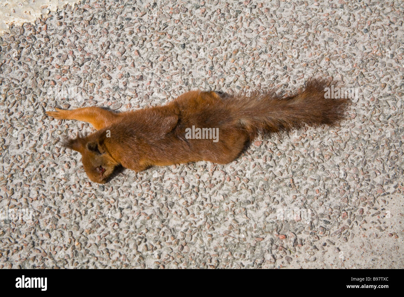 Red squirrel Dead by Traffic trafikdödad ekorre Stock Photo