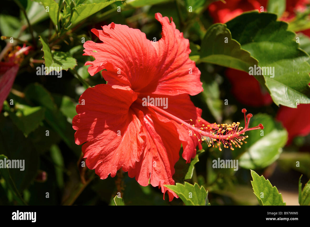 The hibiscus flower is traditionally worn by Hawaiian women Stock Photo