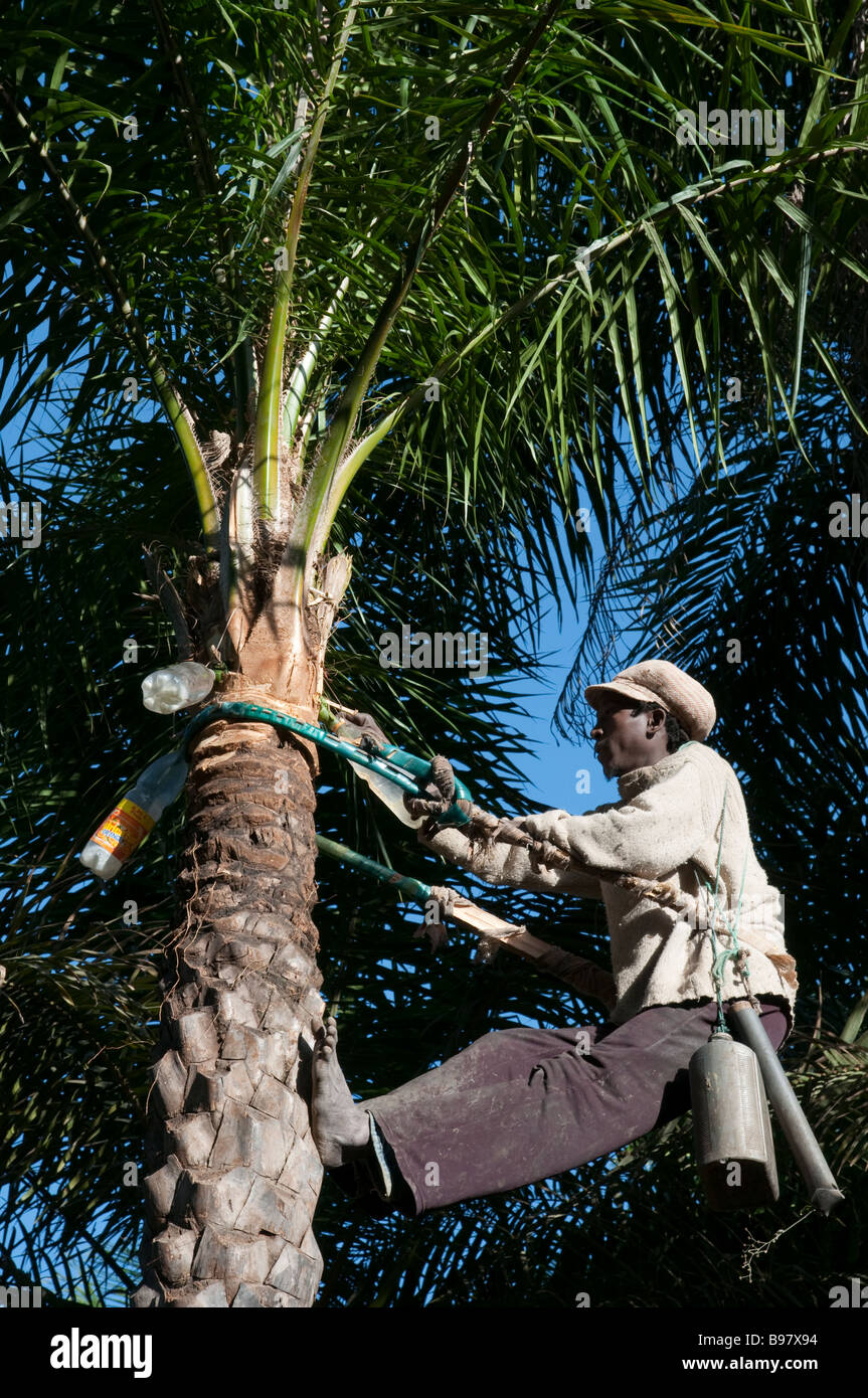 West africa Senegal Casamance Oussouye Tapping of palm wine toddy from a palm tree Stock Photo