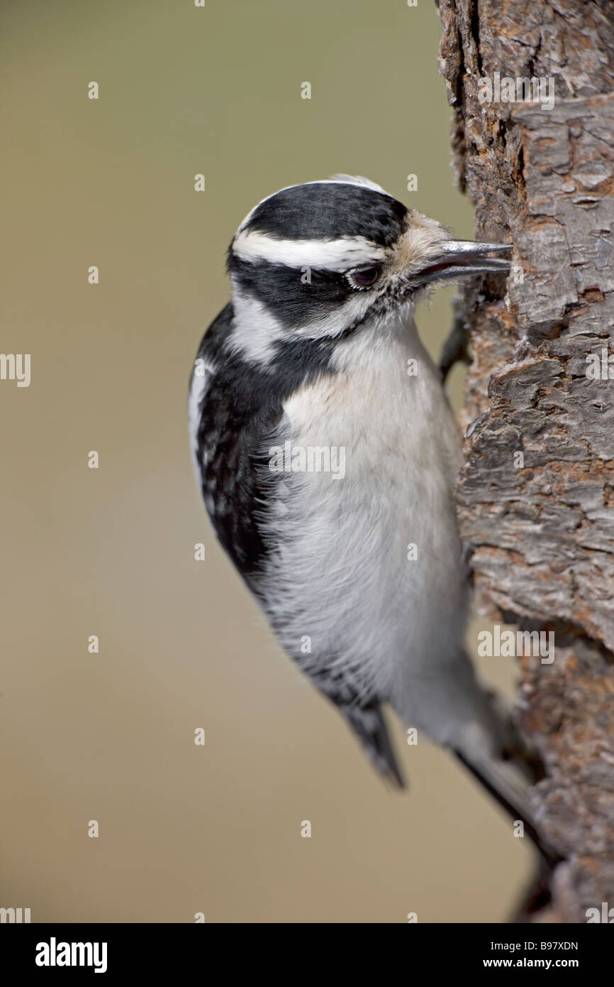 Downy Woodpecker Picoides pubescens New York USA Found near or in woods