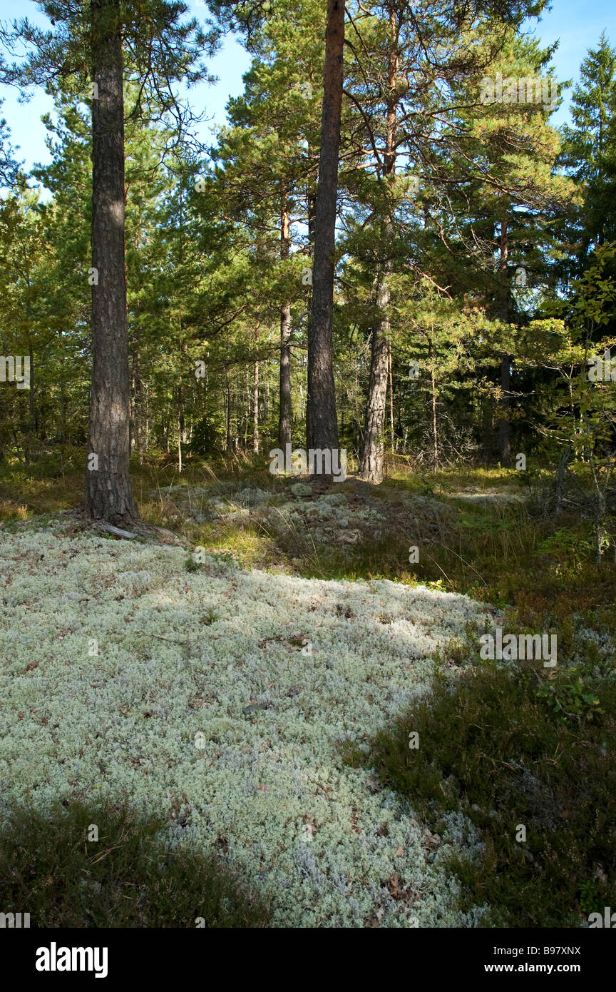 Peter noyce woodlands wood woodland copse trees swedish smaland europa
