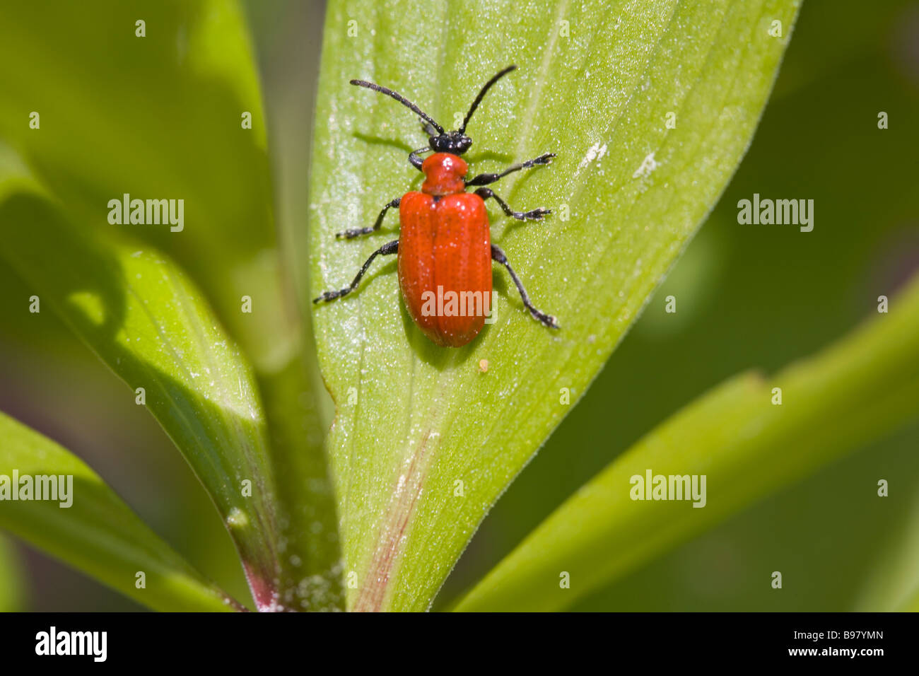Red Lily Beetle Lilioceris lilii Stock Photo