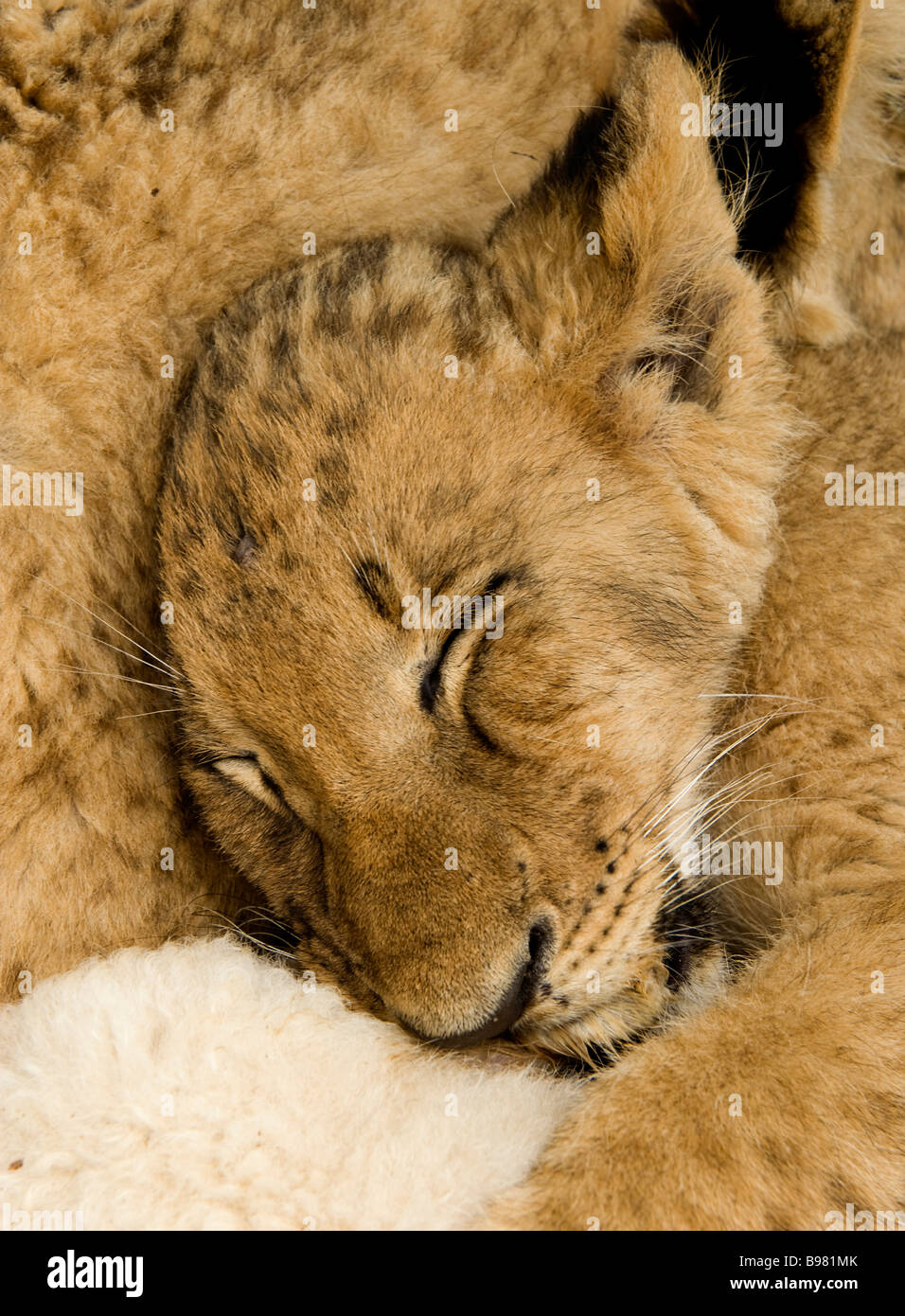 A baby lion cub sleeping in captivity cuddled with other cubs in South Africa Stock Photo
