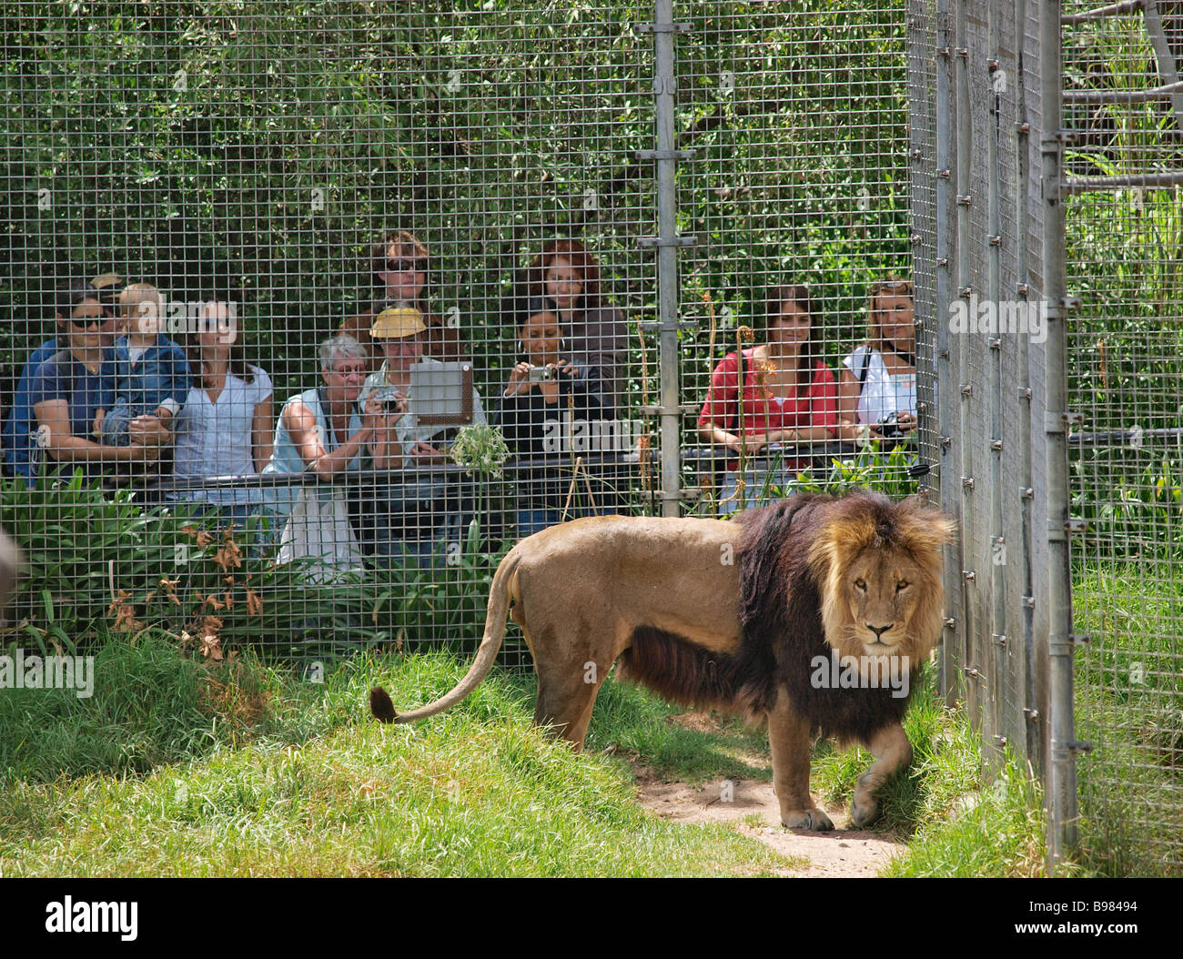 MALE LION IN ENCLOSURE WATCHED BY VISITORS AT MELBOURNE ZOO VICTORIA ...