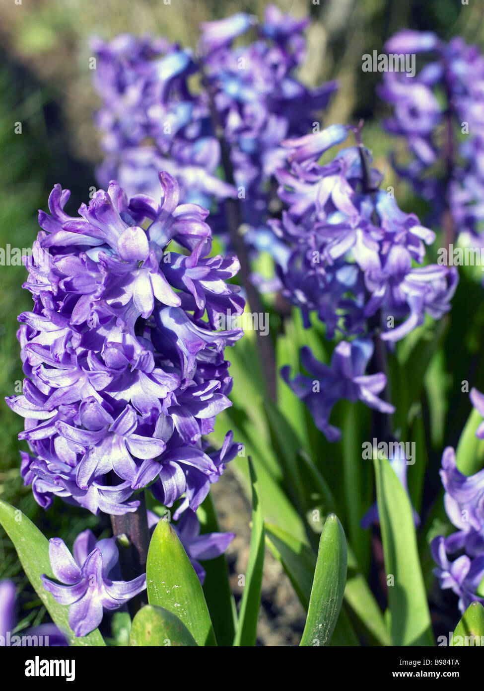 Hyacinths growing in a garden Stock Photo Alamy