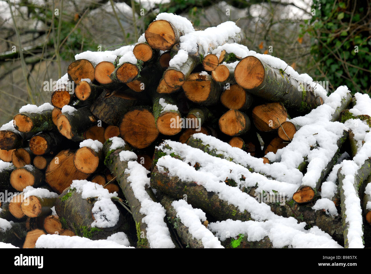 A dusting of snow on a pile of logs on the National Trusts Knightshayes court estate in Devon Stock Photo