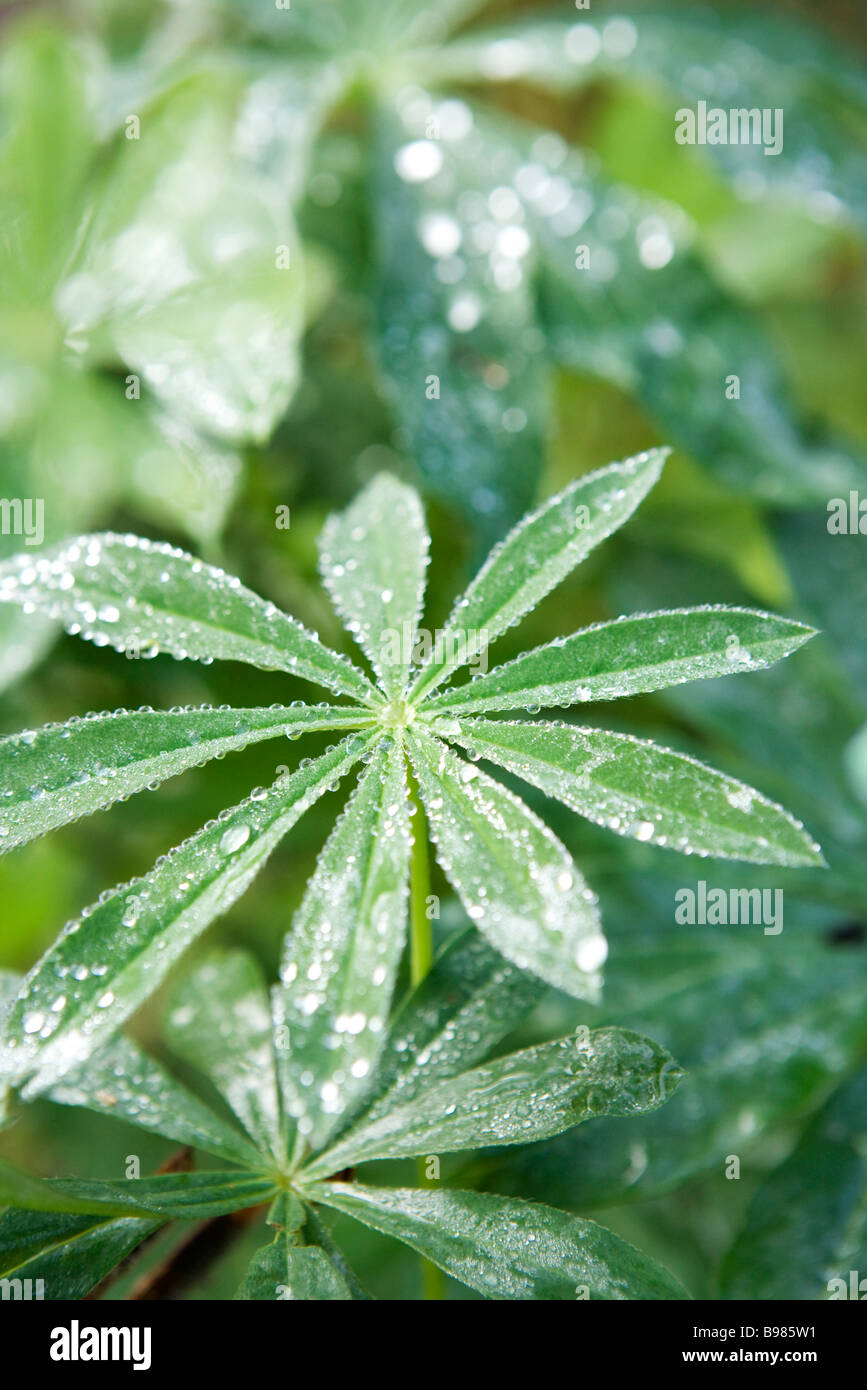 Dew covered cassava leaves Stock Photo