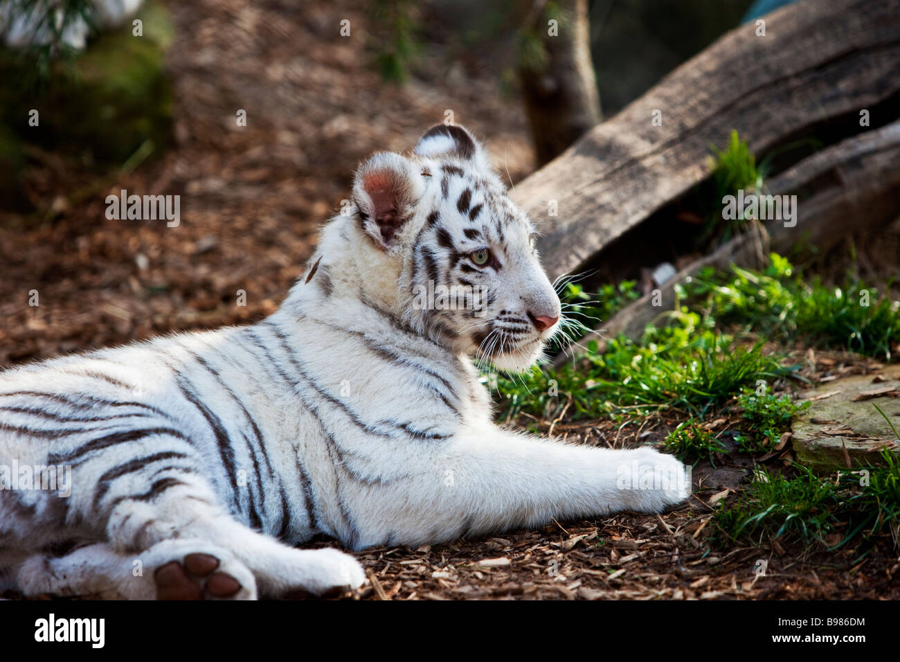 White Tiger Cub in captivity - Panthera Tigris, Nashville Zoo, Tennessee, USA Stock Photo