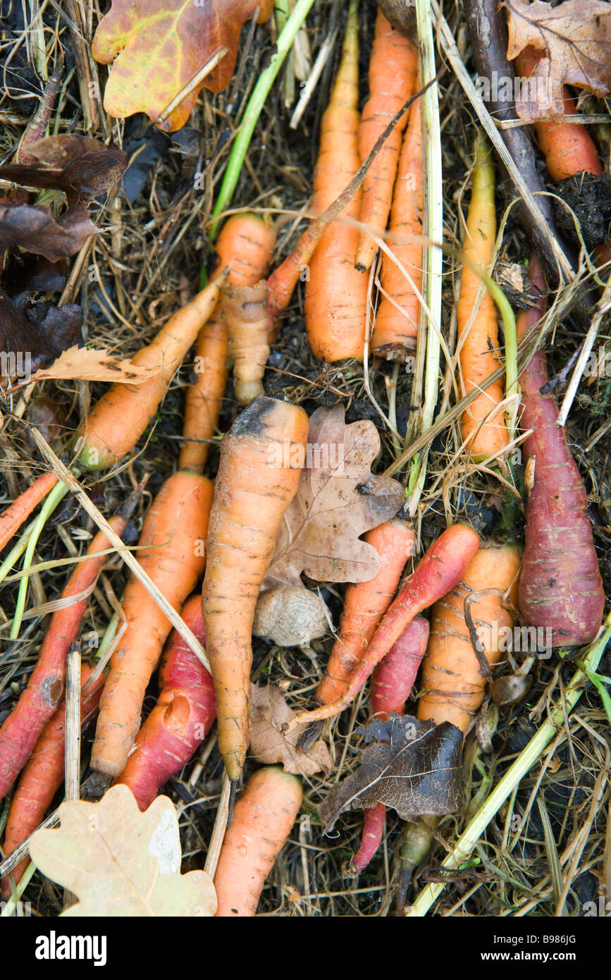 Carrots on the ground Stock Photo