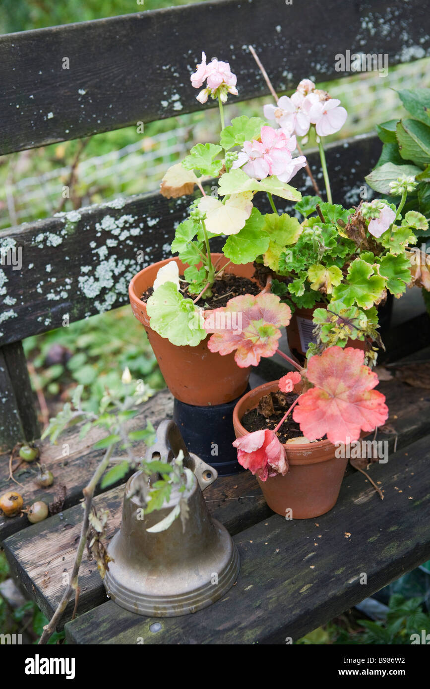 Geraniums in flower pots on wooden bench Stock Photo