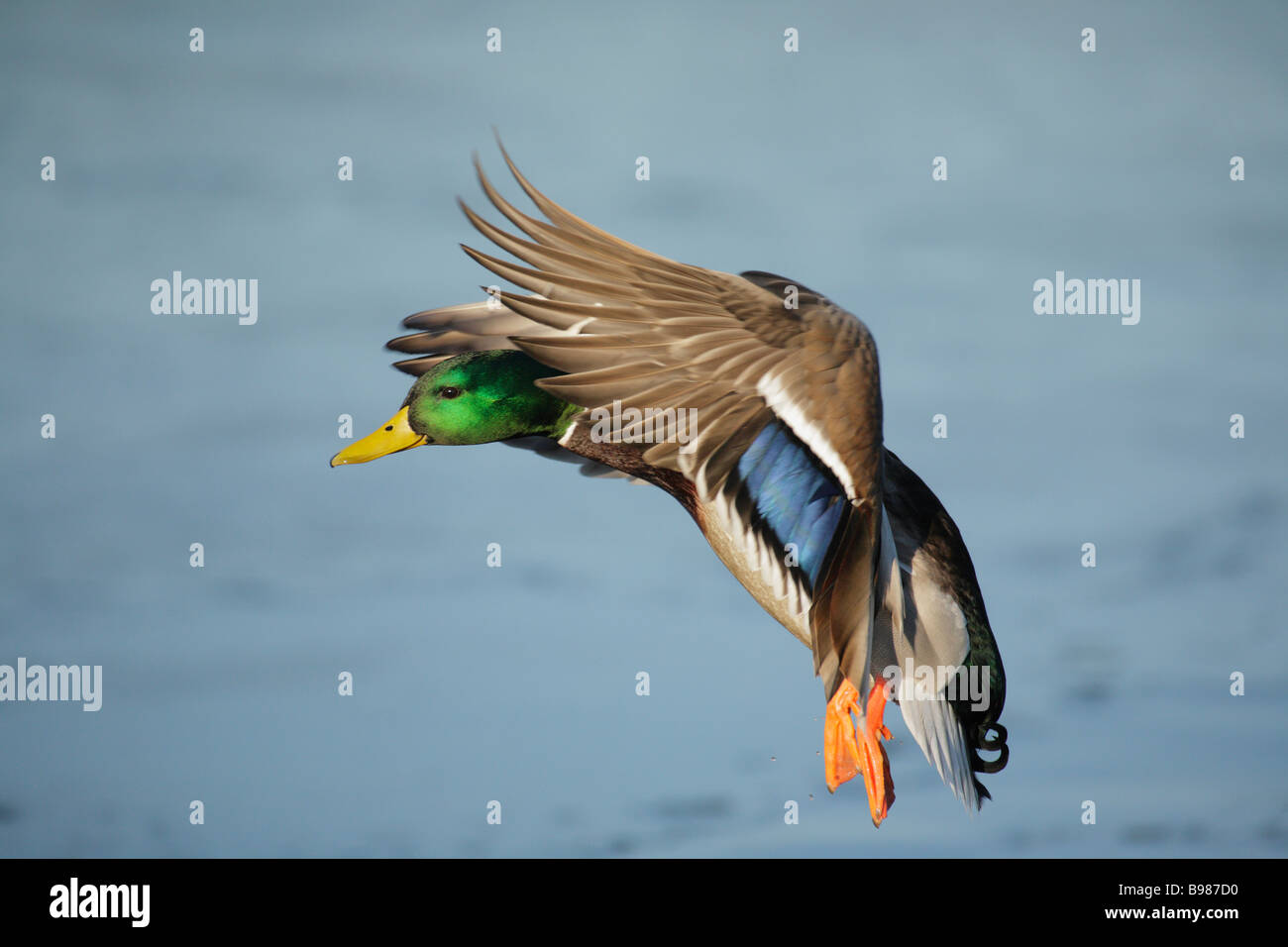 Mallard duck drake preparing to land on frozen lagoon Victoria British Columbia Canada Stock Photo