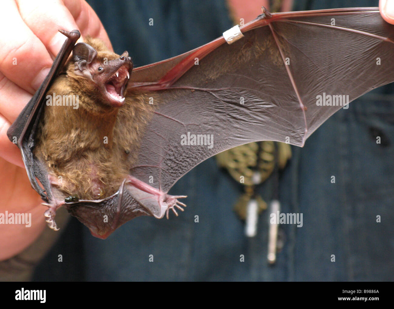 Ringing bats at the ornithology department at the Zoological Institute