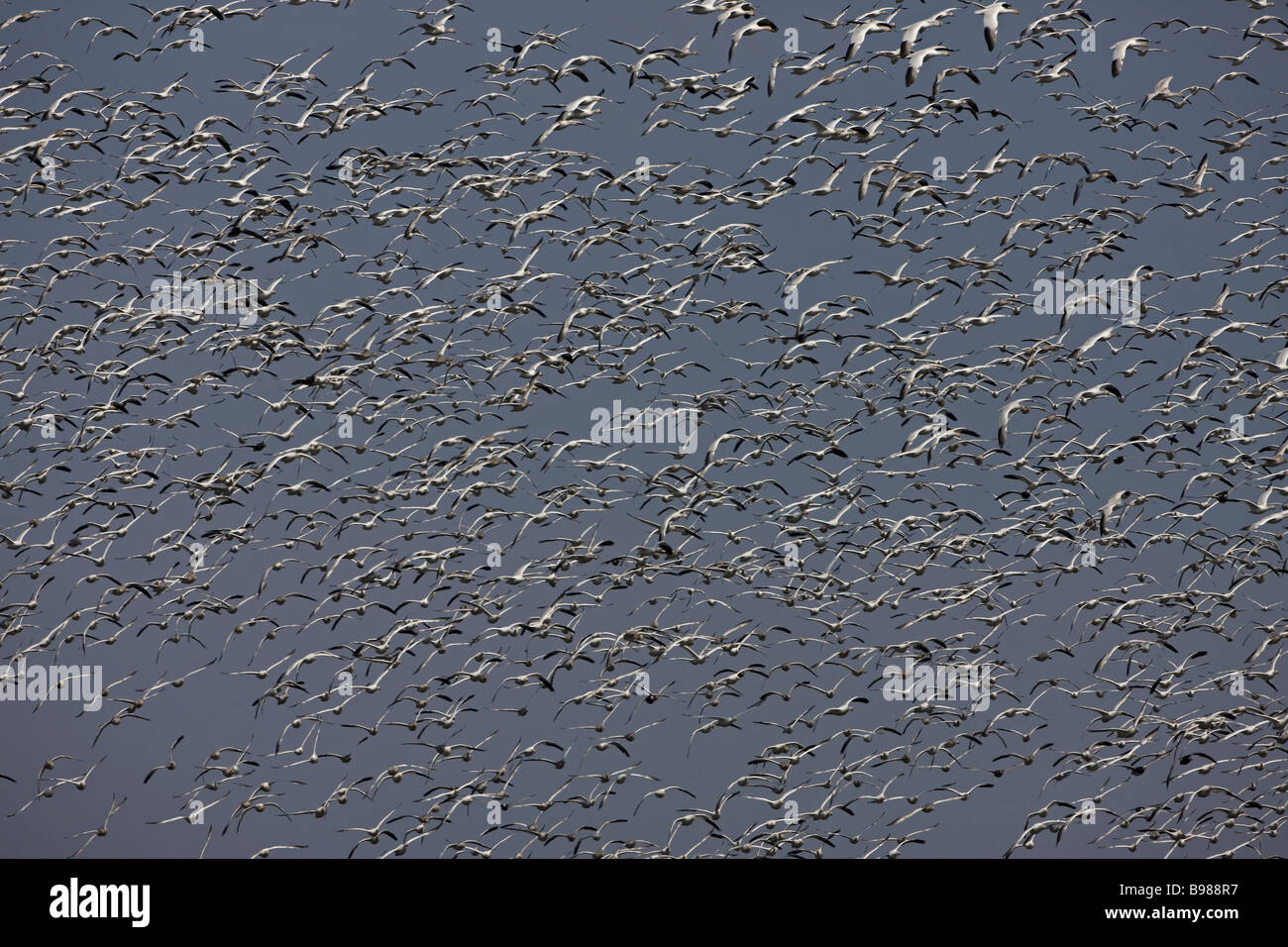 Snow Geese (Chen caerulescens) Flock flying Montezuma Wildlife Refuge