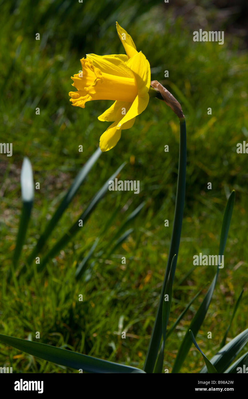 Single Daffodil flower  daffodils Head on yellow petals St david's day Wales  Jonquille narcisse welsh 90295 Daffodil Vertical Stock Photo