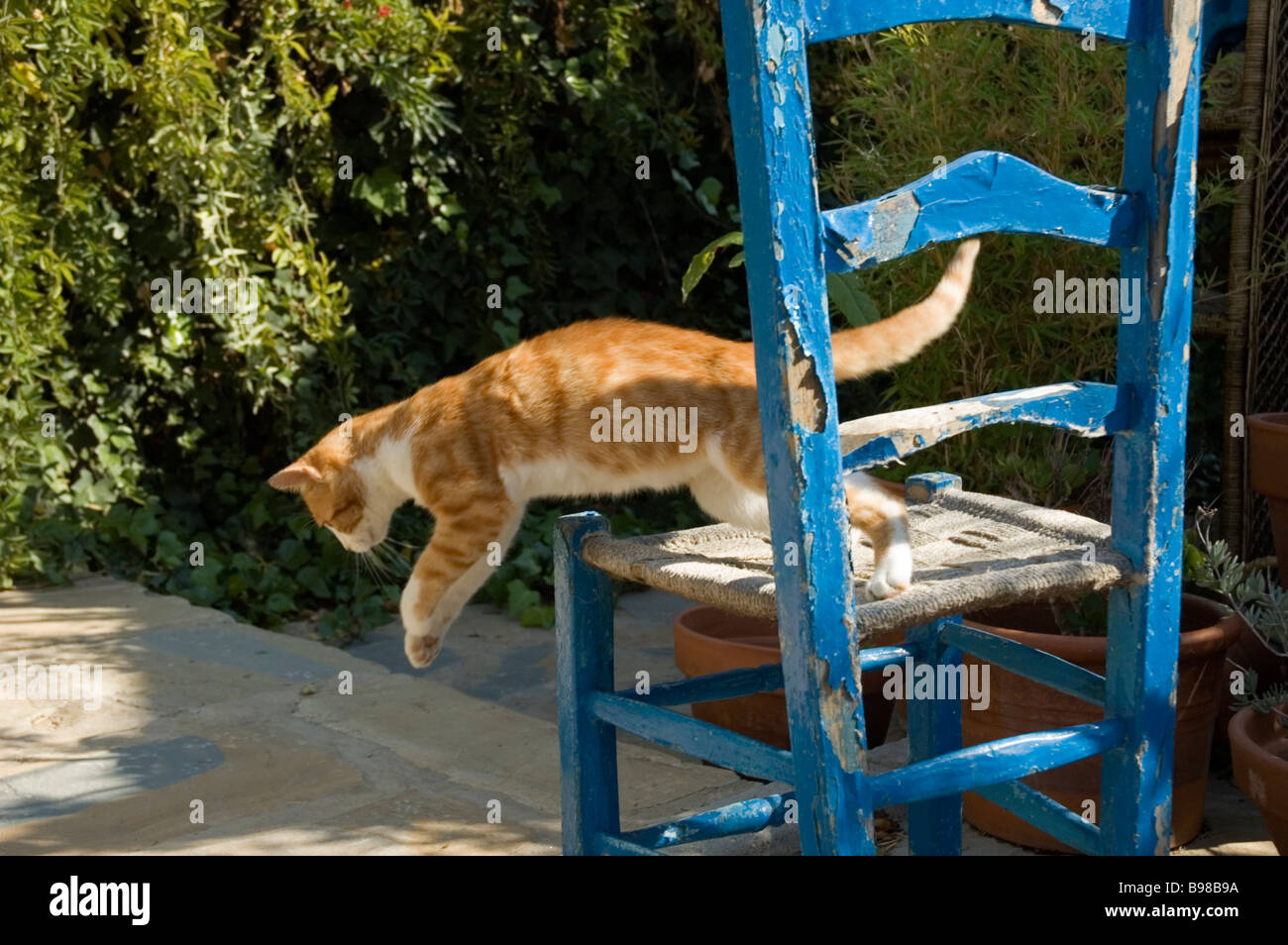 Ginger kitten jumping off wooden chair Stock Photo Alamy