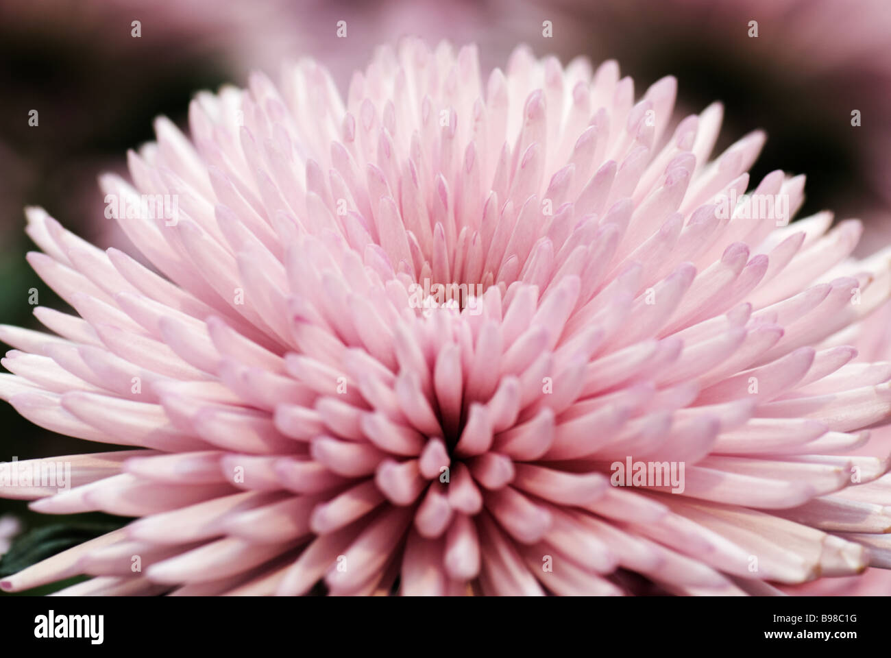 Chrysanthemum photographed at Keukenhof Gardens in Lisse the Netherlands. Stock Photo
