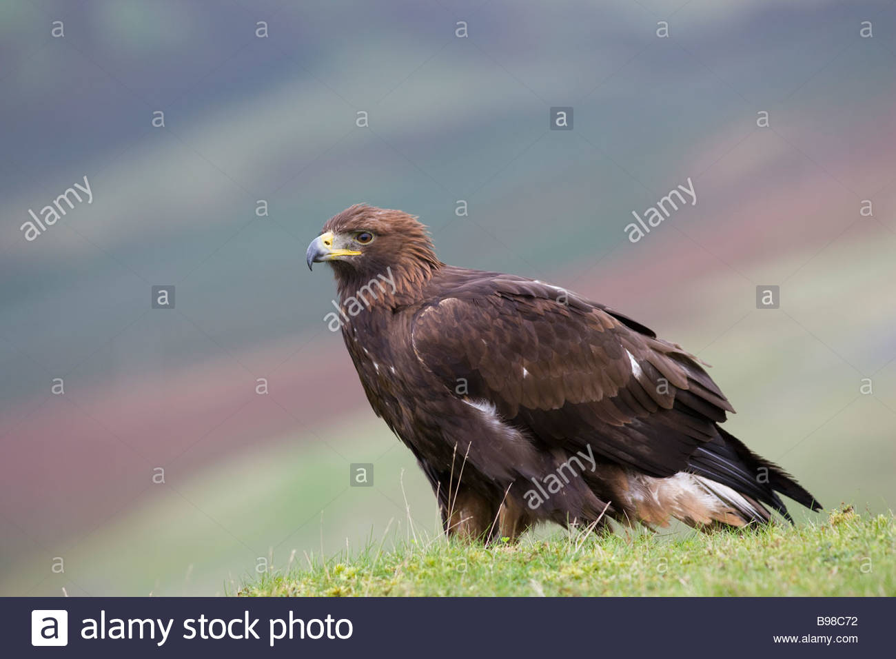 Golden Eagle Aquila Chrysaetos On Moorland Captive Uk Stock
