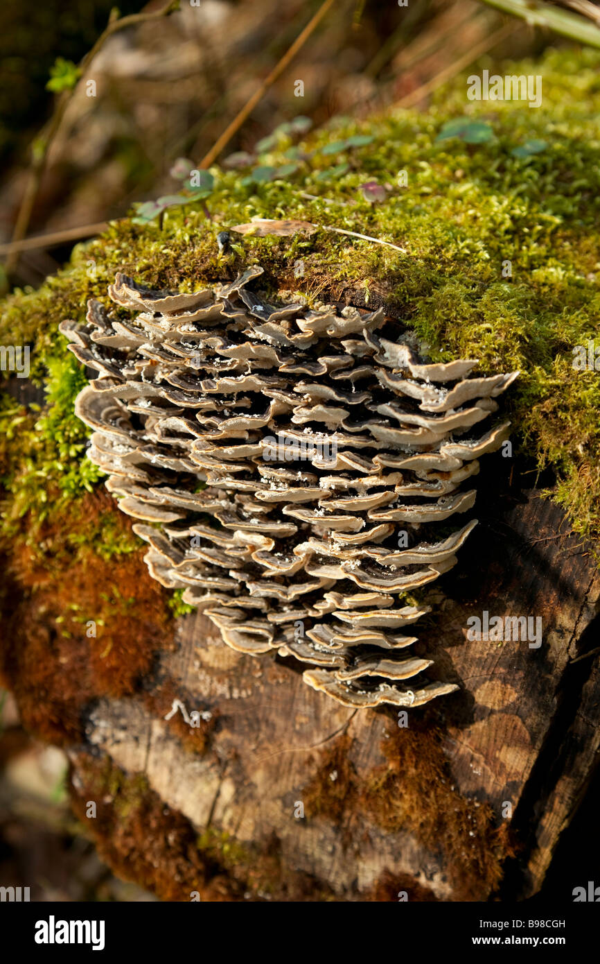 Woodland fungi hi-res stock photography and images - Alamy
