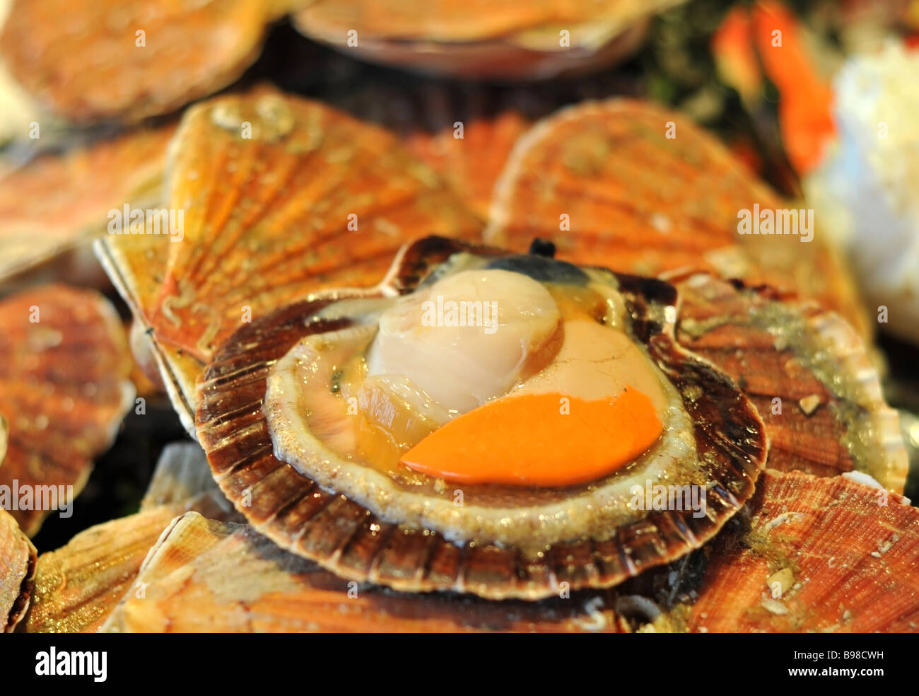 Scallops for Sale Near Me Find Fresh and Sustainable Options