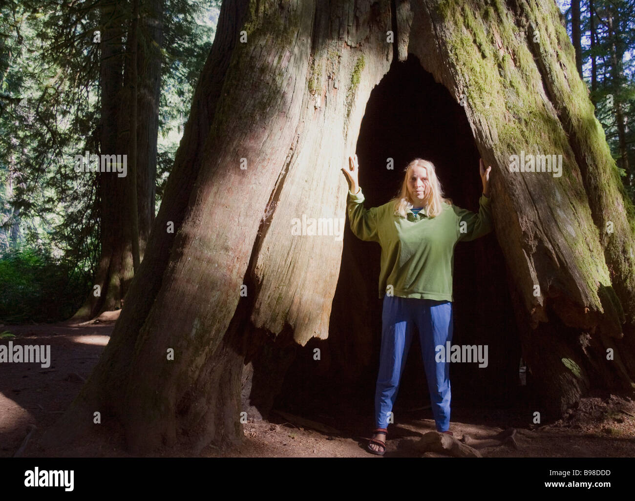 Woman in front of giant Douglas Fir Stock Photo - Alamy