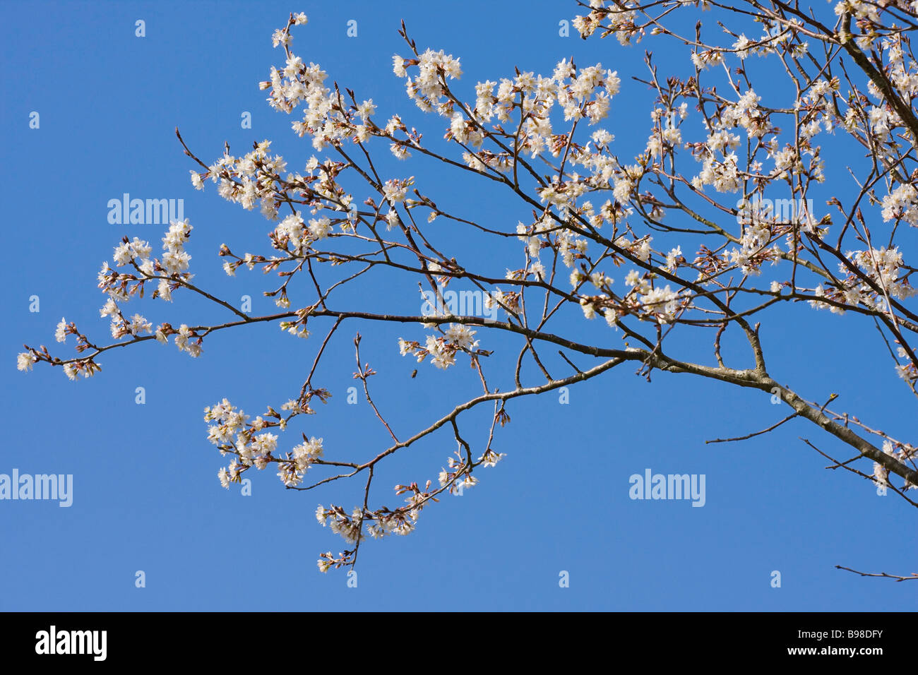 England, UK. White cherry blossom against a blue sky in Spring Stock Photo