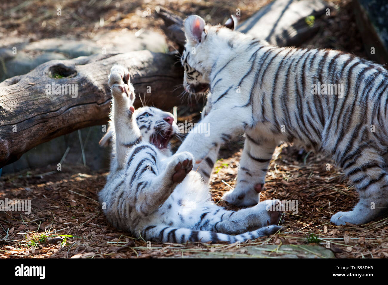 Young White Tiger Cubs Playing, Panthera Tigris Stock Photo