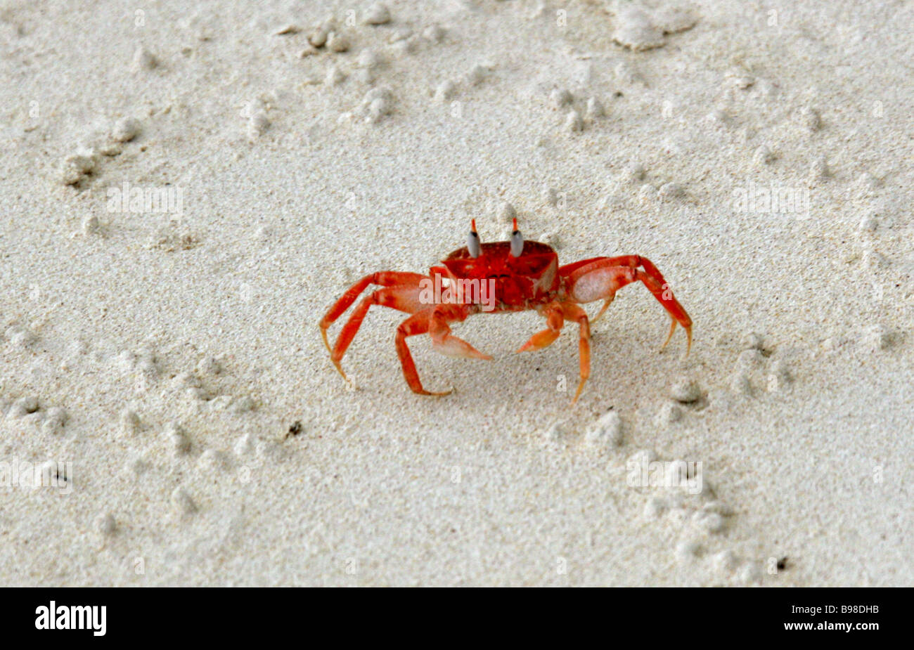 Galapagos Ghost Crab, Ocypode gaudichaudii, San Cristobal Island, Galapagos Islands, Ecuador, South America Stock Photo