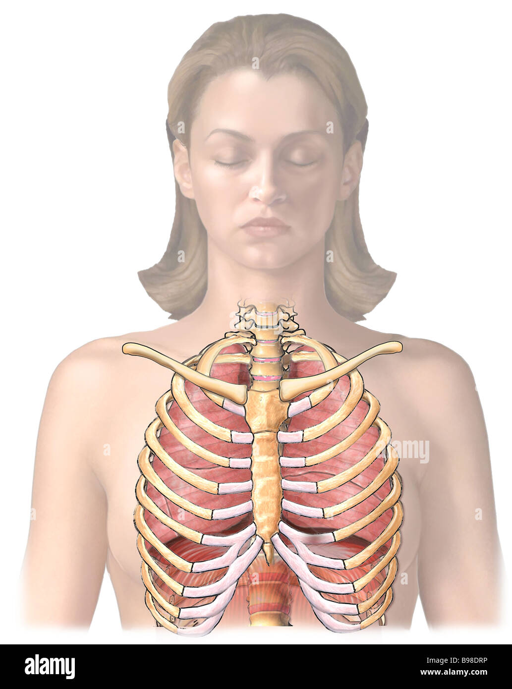 Sternum Location