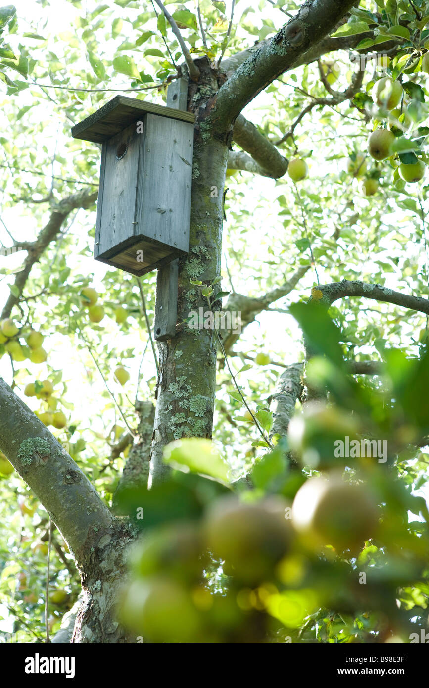 Birdhouse in apple tree Stock Photo