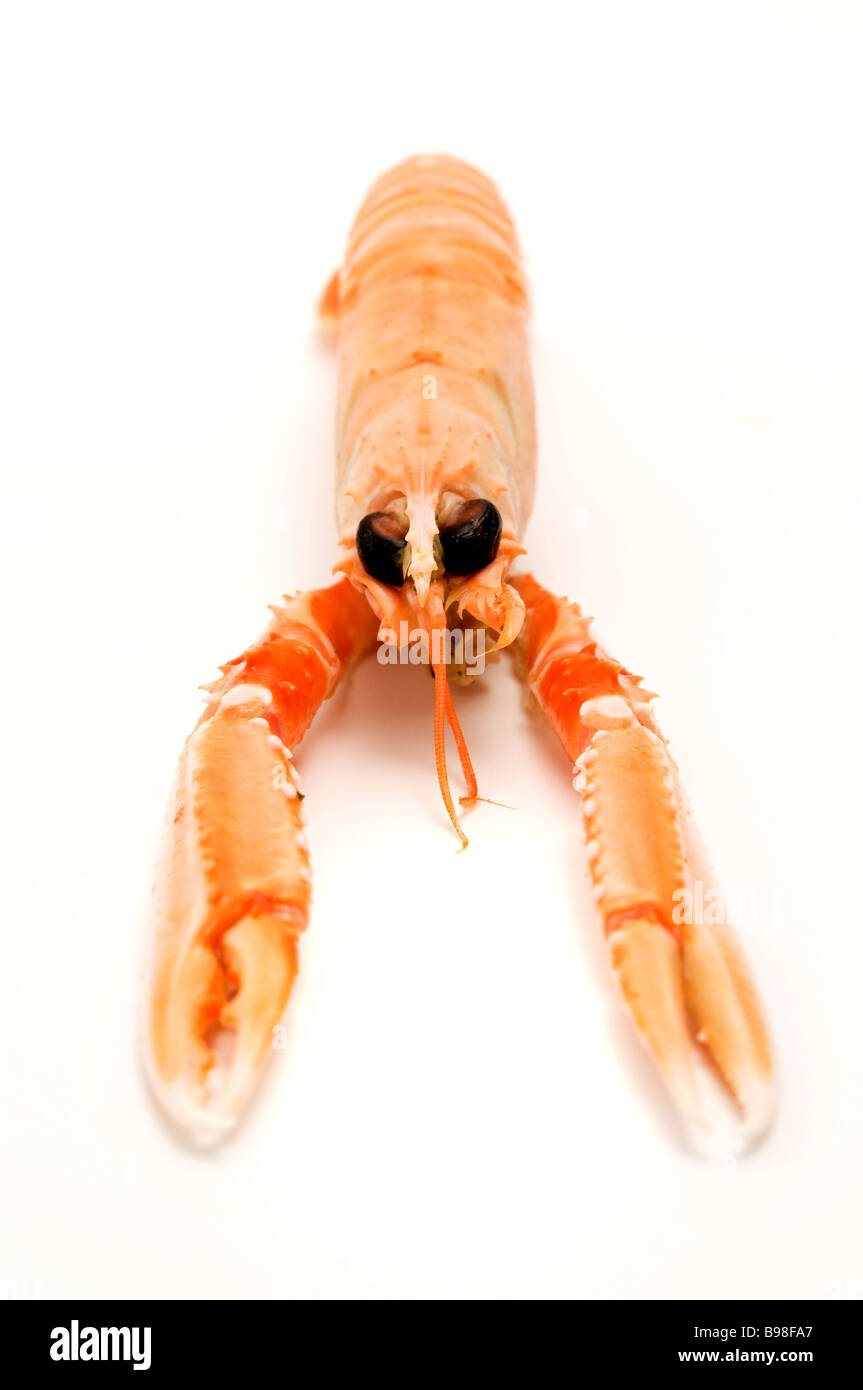 Norway lobster Nephrops norvegicus on a white background Stock Photo