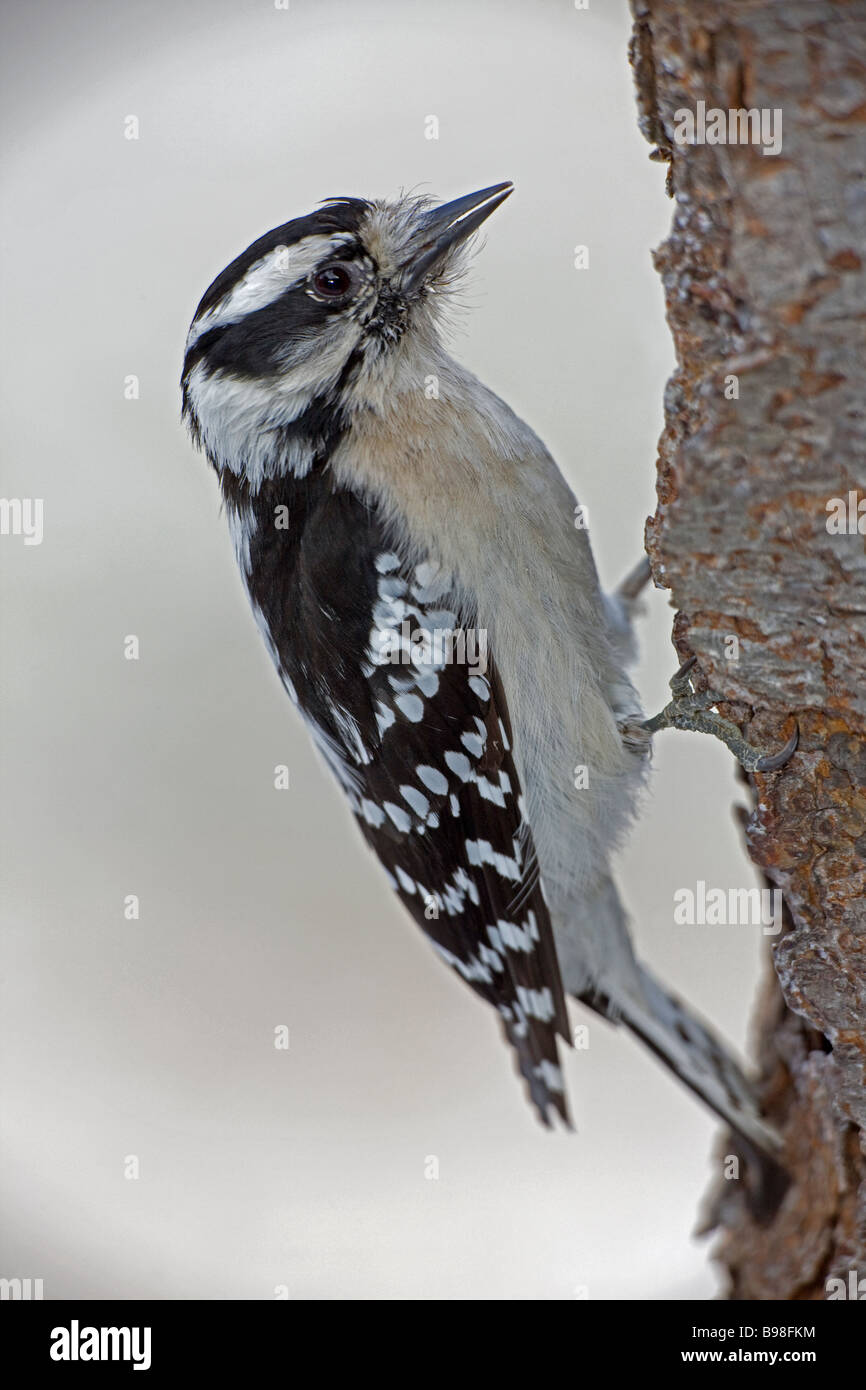 Downy Woodpecker Picoides pubescens New York USA Found near or in woods