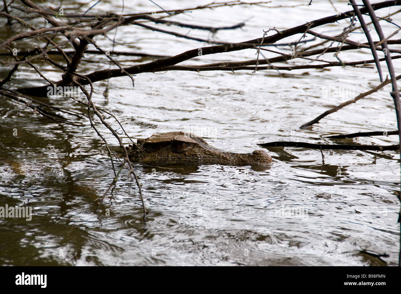 A 7 foot Long Caiman Keeps An Eye Out For A Hapless Victum Along A Bank On A Amazon River 